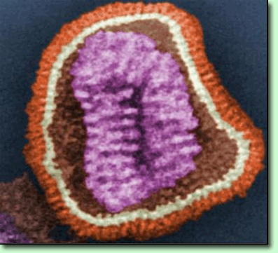 AD-Influenza Virus Particle Cropped.gif