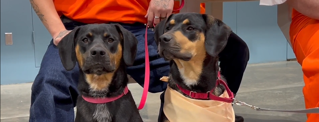 Allen Gamble Dog Program