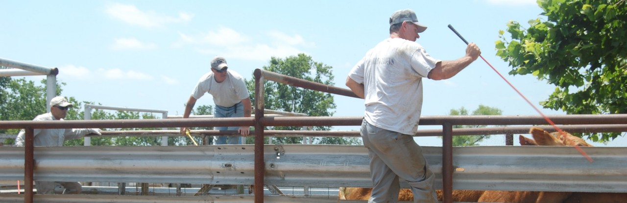 Howard McLeod Correctional Center Cattle