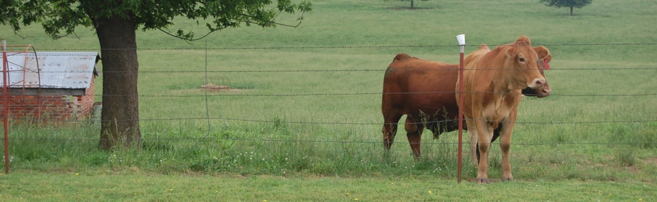 Northeast Oklahoma Community Corrections Center Cattle