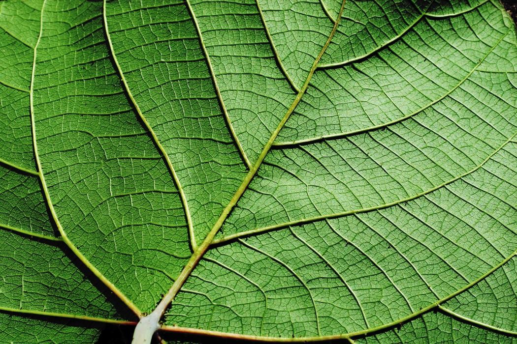 image of a leaf