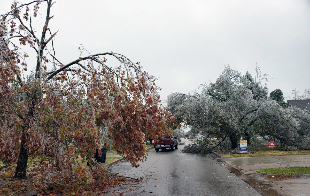 Two large trees covered in thick ice with their limbs sagging toward the ground