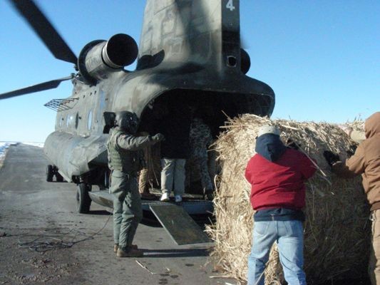 Man guiding hay bale as it is pushed into Chinook.