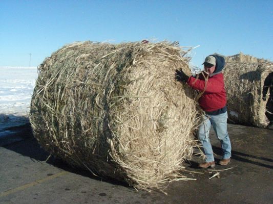 Man pushing hay bale.