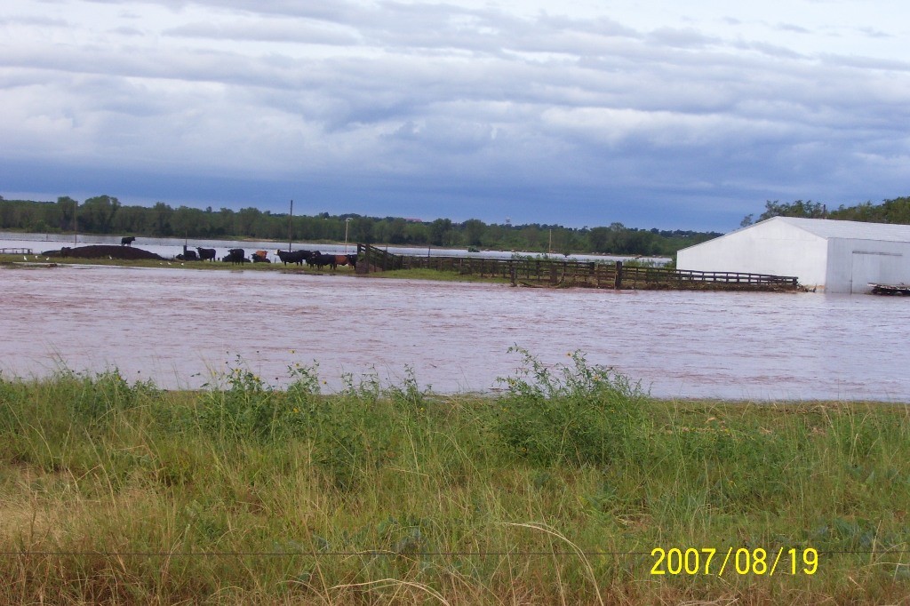 Cows surrounded by water
