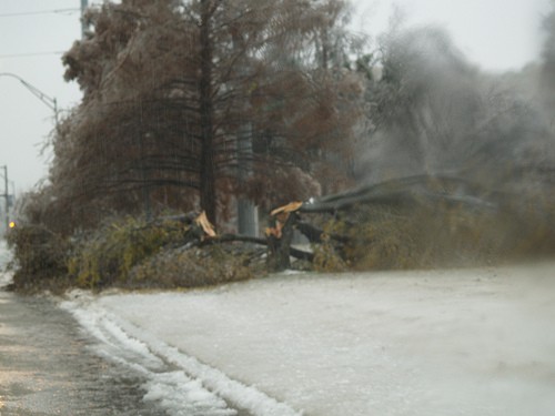 Broken tree covered in ice