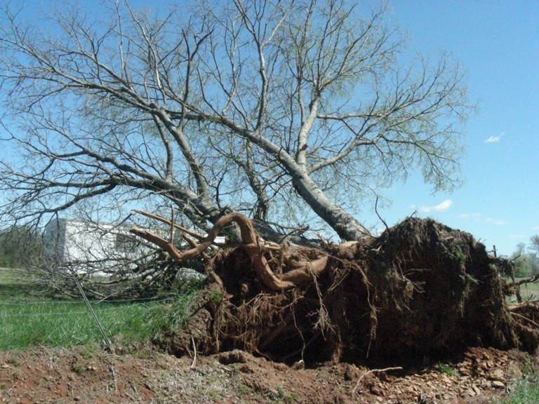 a large tree pulled out of the ground showing the root ball. 